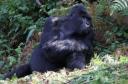 gorilla-im-bwindi-nationalpark.jpg