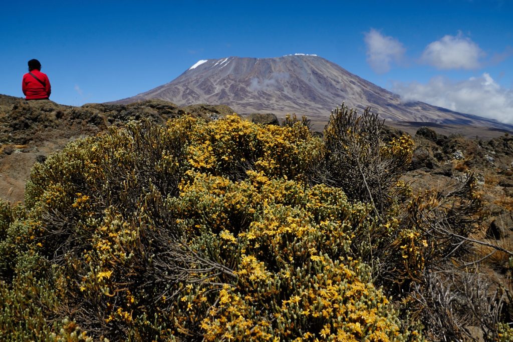Trekking am Kilimanjaro, Blumen.