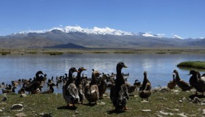 Ducks-in-Tibet     