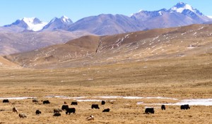 Tibet - Lovely Yak studded valley on the drive out to Cho Oyu     