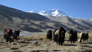 Yaks-are-near-Cho-Oyu-basecamp (1)  