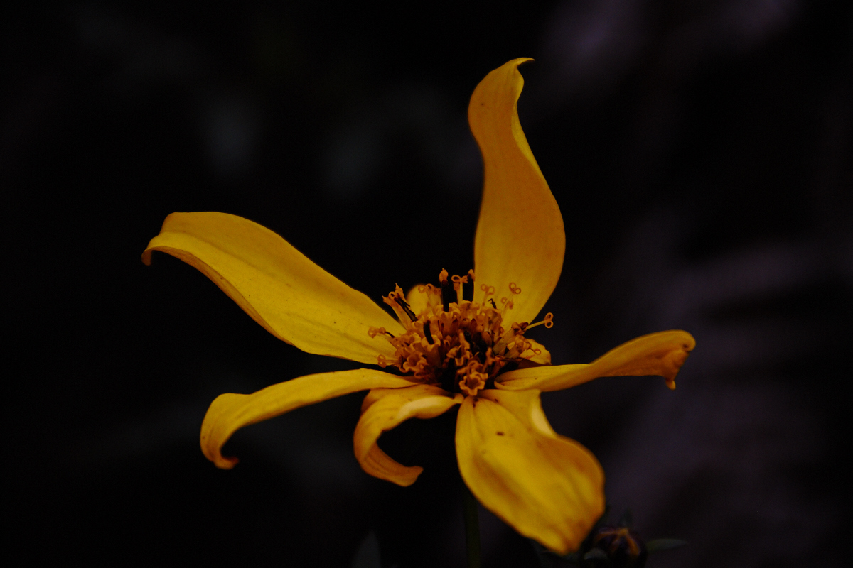 Kilimanjaro Pflanzenwelt 2             