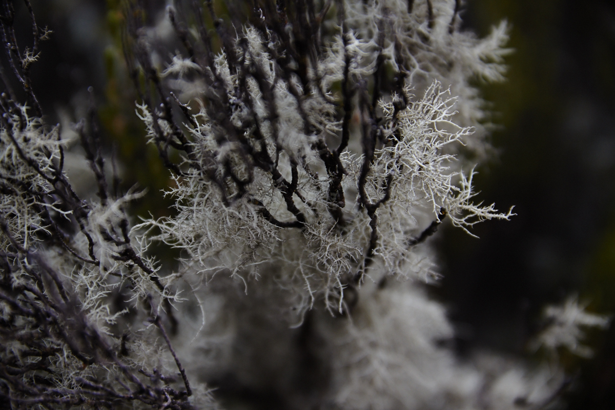 Kilimanjaro Pflanzenwelt 1             