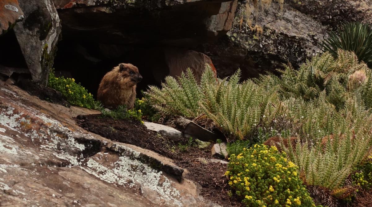 Mount-Kenya Hyrax