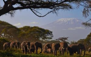 Kilimanjaro, Elephants - the big mountain safari.