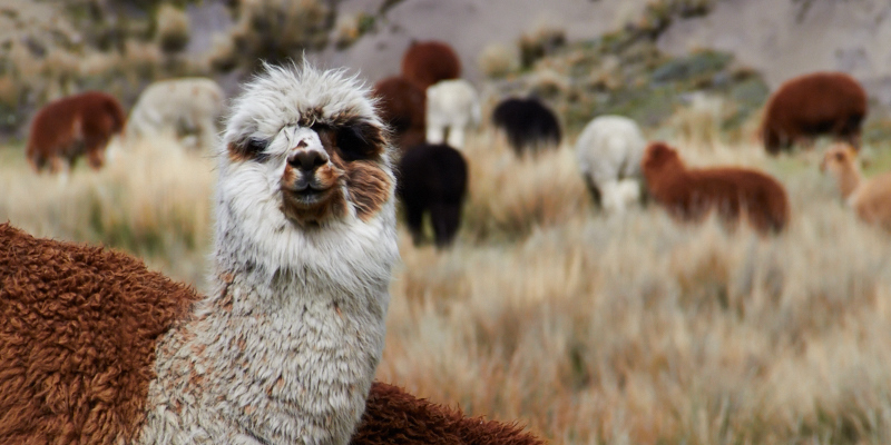 Ecuador-Blog Chimborazo Alpaca