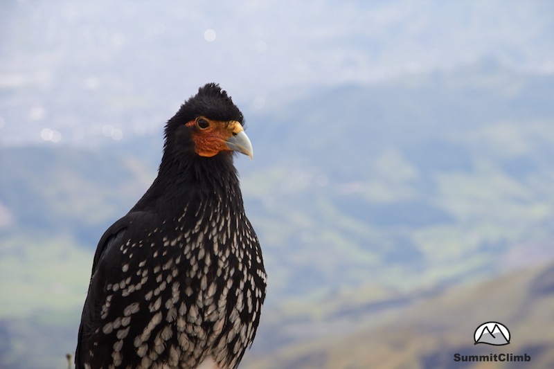 Ecuador-Bird