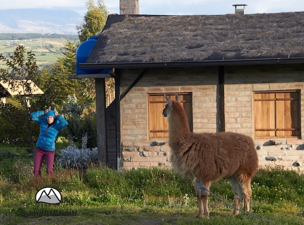 Ecuador-Lamas