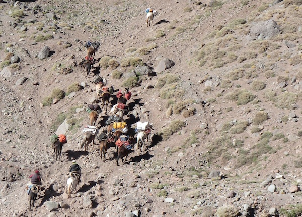 Our mules on the way to BC - Photo  Maximo Kausch SummitClimb.de